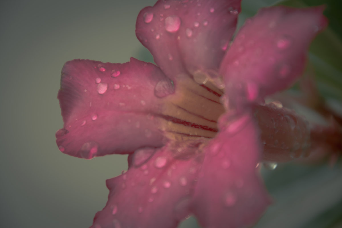 Raindrop beauty